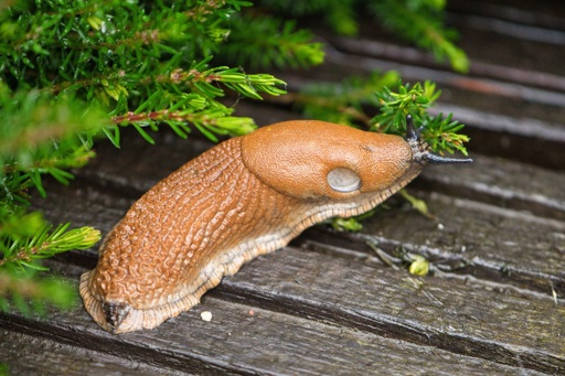 Slug on wooden path